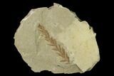 Dawn Redwood (Metasequoia) Fossil - Montana #135727-1